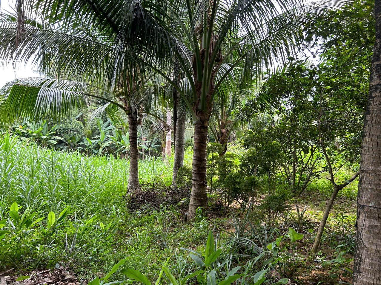 đất nền hoài mỹ hoài nhơn